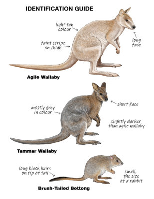 wallaby poster.jpg