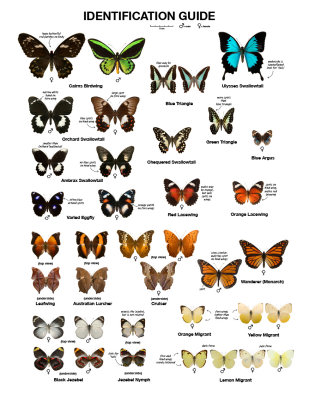 butterfly guide.jpg