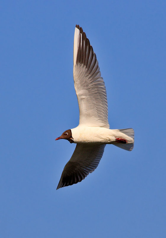 Black-headed Gull