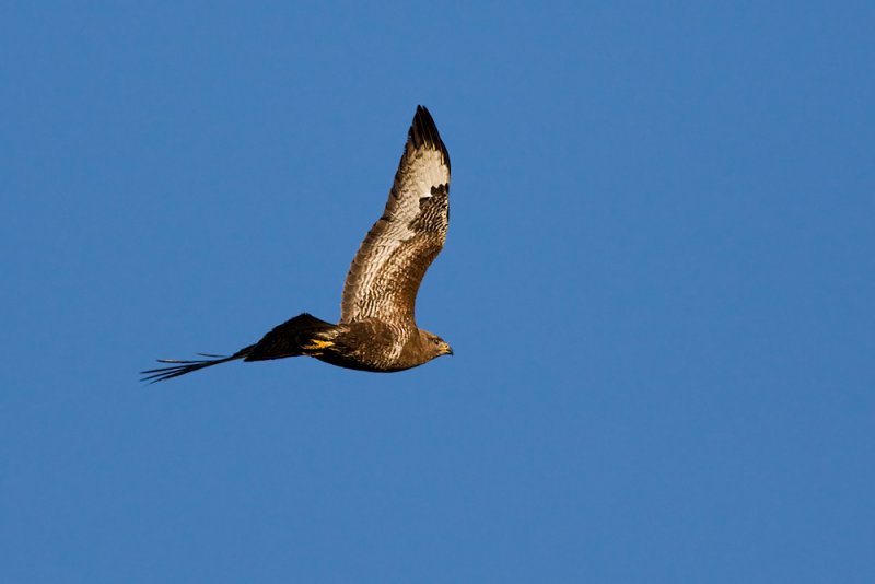 Common Buzzard