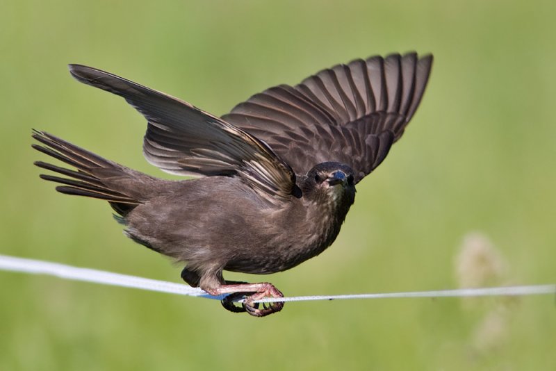 common starling
