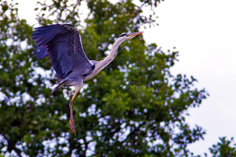 Grey Heron