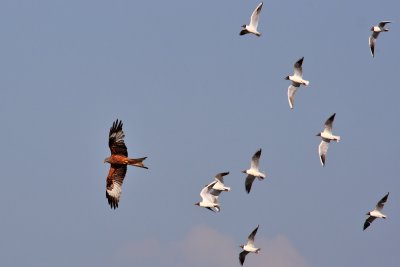 Black-headed Gull and Red Kite