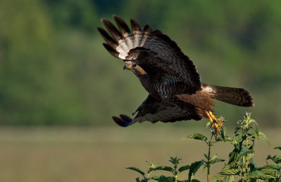 Common Buzzard