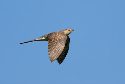 Common Cuckoo