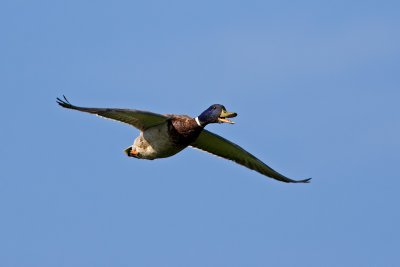 Mallard