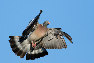 Common Wood Pigeon