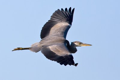 Grhger	Ardea cinerea	Grey Heron