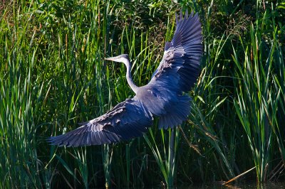 Grhger Ardea cinerea Grey Heron