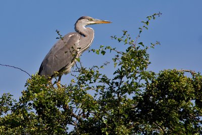 Grhger	Ardea cinerea	Grey Heron