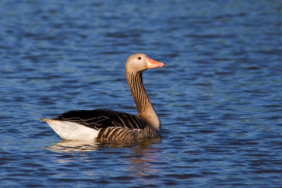 Greylag Goose