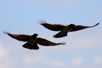 Carrion Crow (Carrion/Hooded Crow)