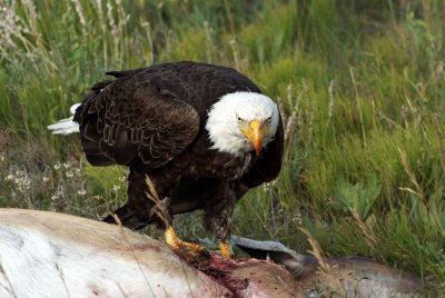 Eagle survival (kind of gross bloody)