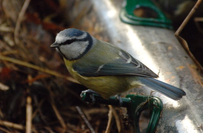 bluetit6.jpg