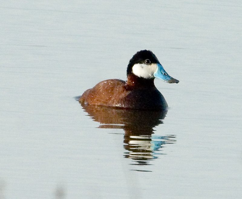 Ruddy Duck