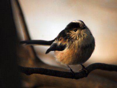 long tail tit