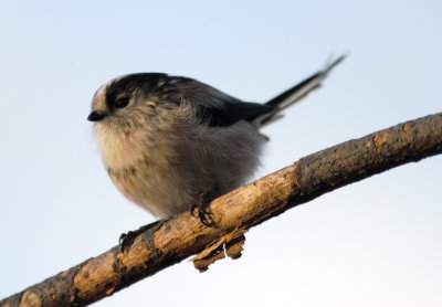 long tail tit