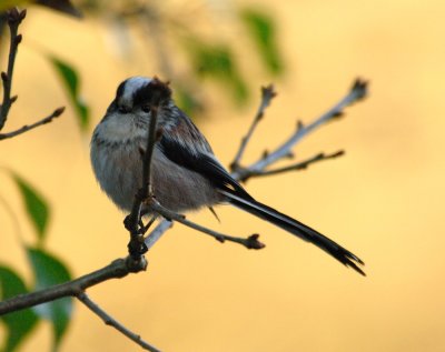 long tail tit