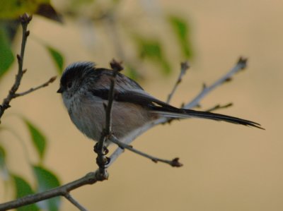 long tail tit