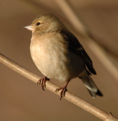 chaffinch female