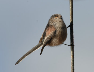 long tail tit6.jpg