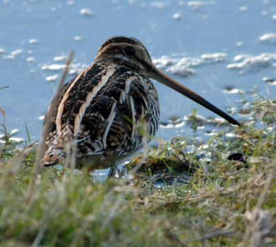 snipe