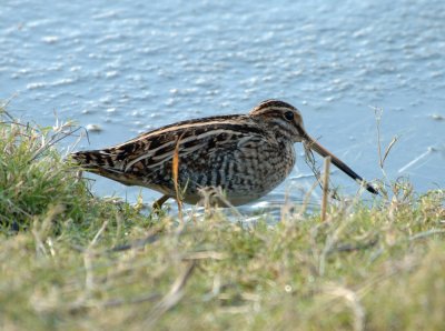 snipe