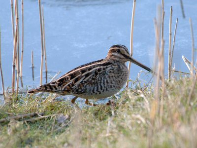 snipe