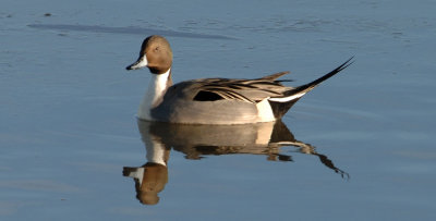 Pintail male