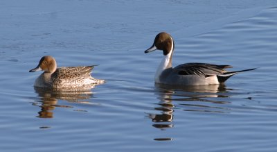 Pintail female left male right