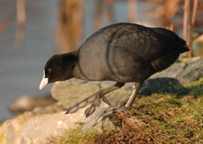 Moorhen Coot etc
