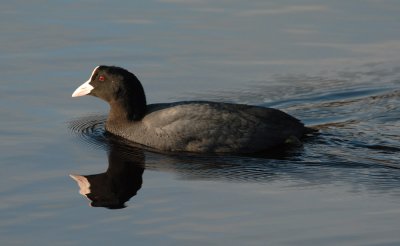 Coot