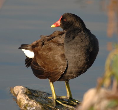 Moorhen