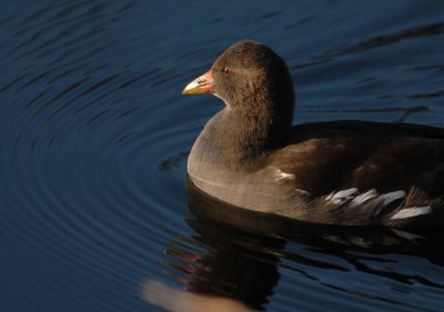 Moorhen