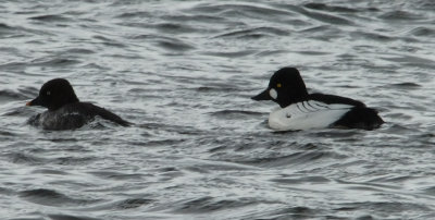 Goldeneye Male and Female