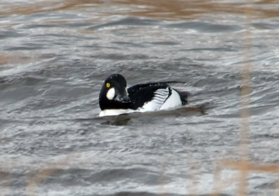 Goldeneye male