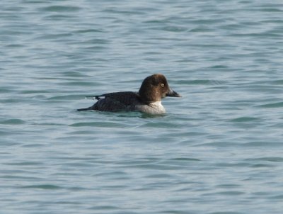 Goldeneye Female
