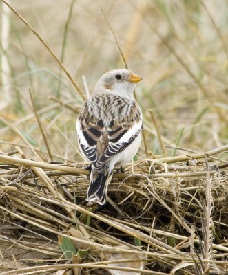 Snow Bunting
