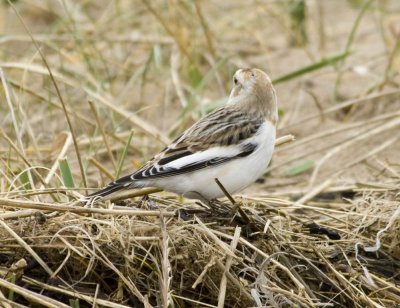 Snow Bunting