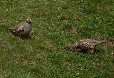 Red Legged Partridge.