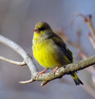 Greenfinch