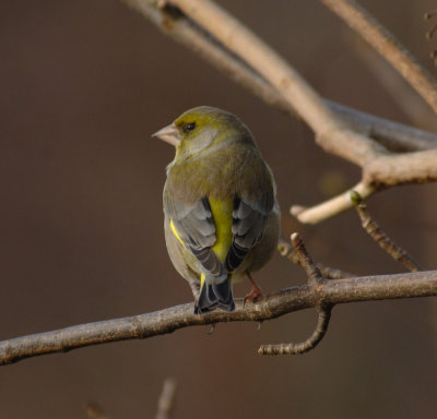 Greenfinch