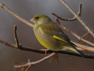 Greenfinch