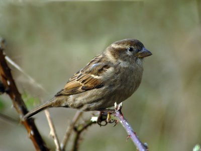 House Sparrow