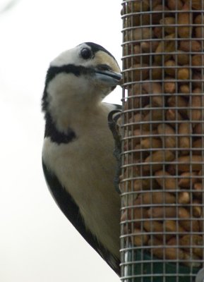 Great Spotted Woodpecker