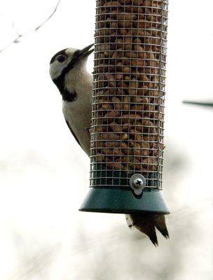 Great Spotted Woodpecker