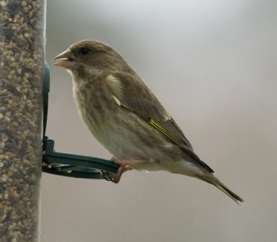 Greenfinch
