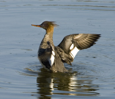 Red Breasted Merganser