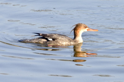 Red Breasted Merganser