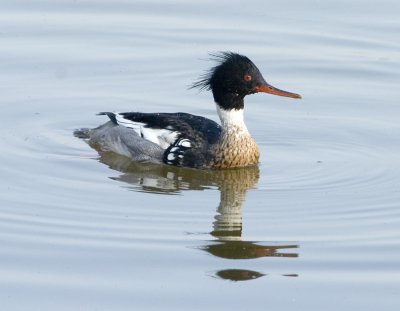 Red Breasted Merganser